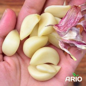 Garlic Export