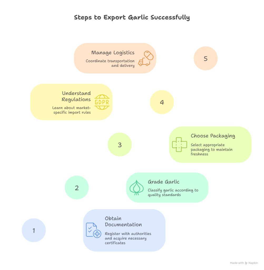 How to Export Garlic in 5 Structured Steps