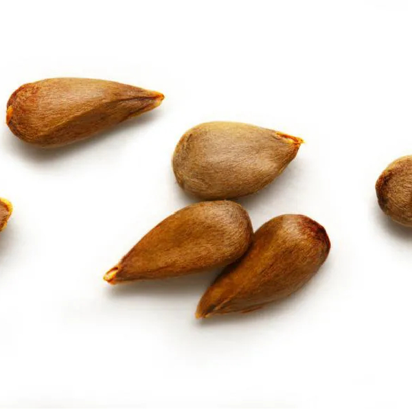 Apple Seed