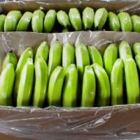 Banana Importer in Iran