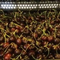 iran cherry export