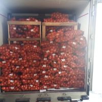iran onion export