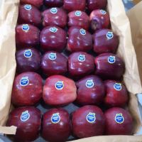 iran red delicious apple export