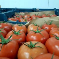 iran tomato export